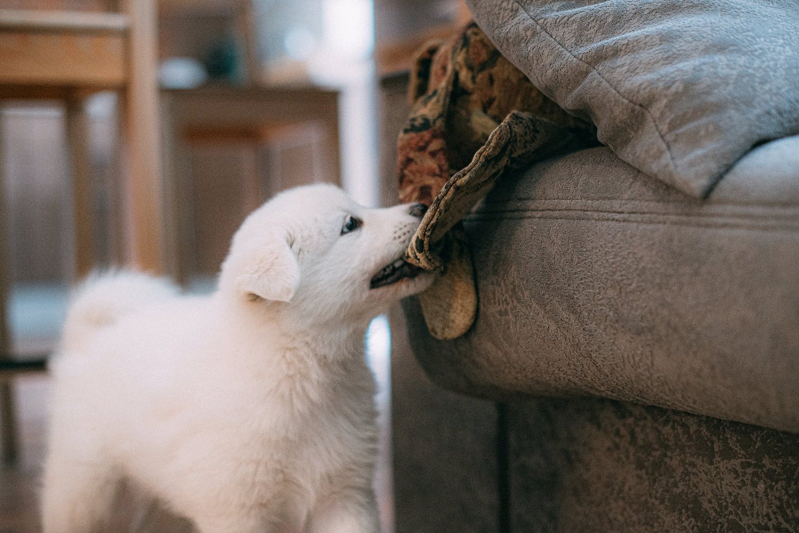 a puppy biting a fabric