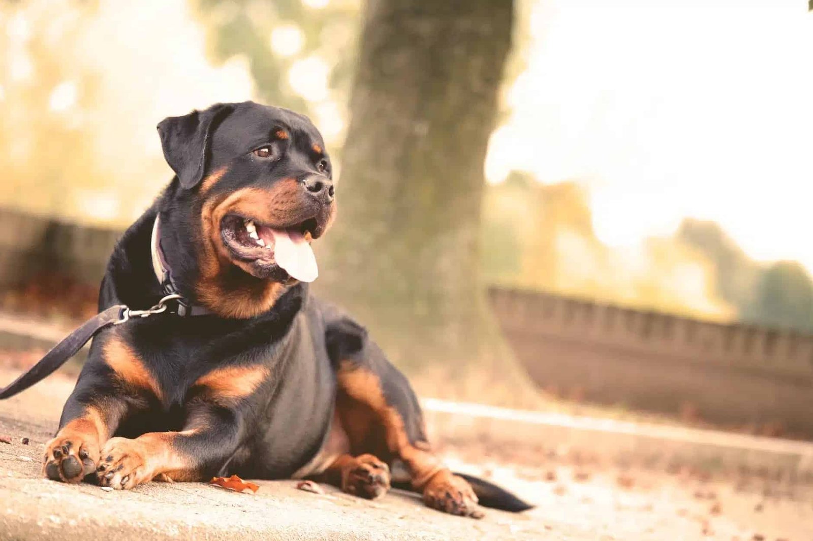 Loi sur les chiens dangereux. Photo d'un rottweiller couché