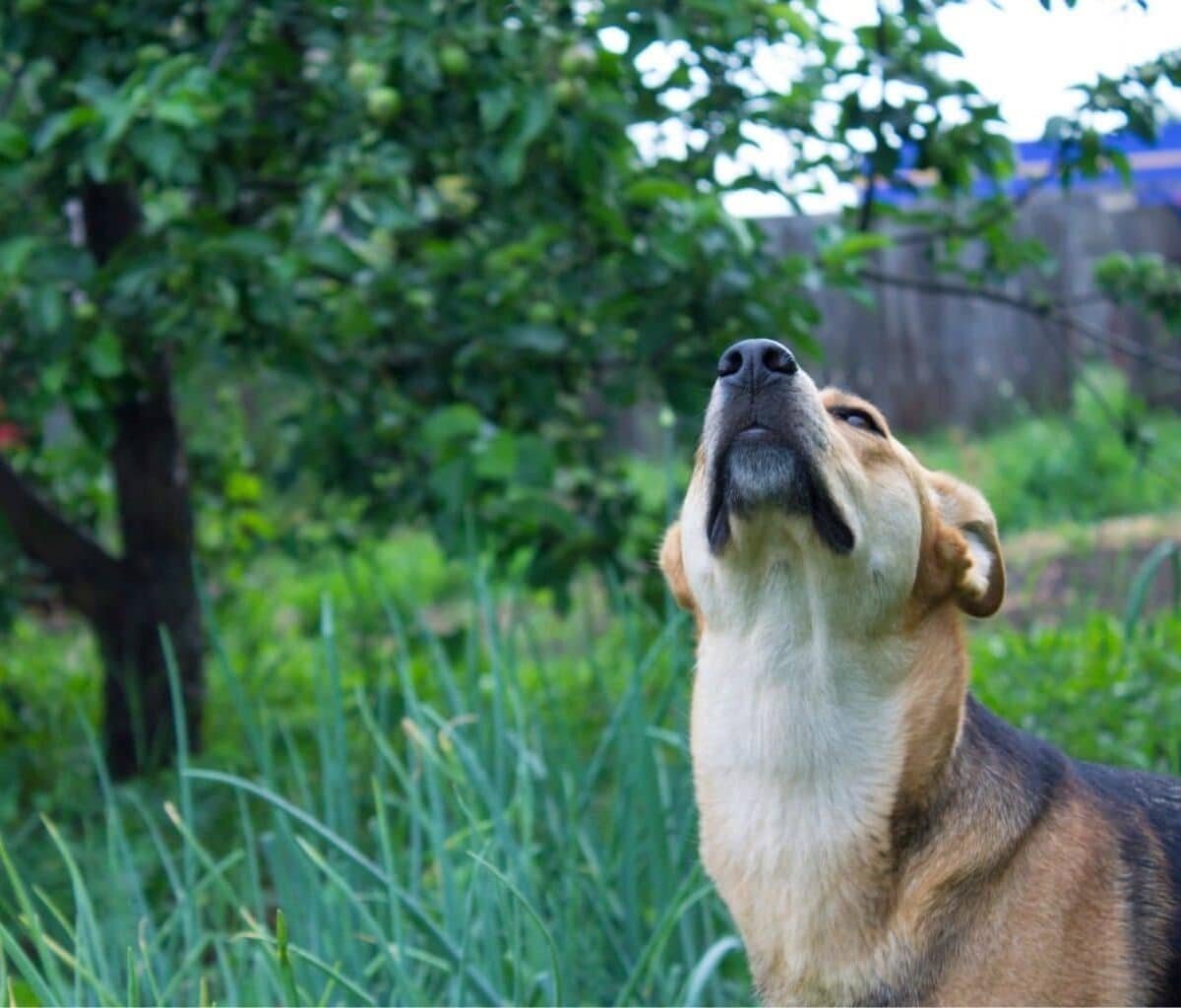 Chien utilisant son instinct naturel pour flairer une odeur en hauteur