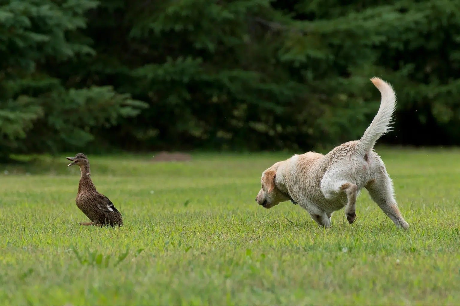 Chien poursuit un canard