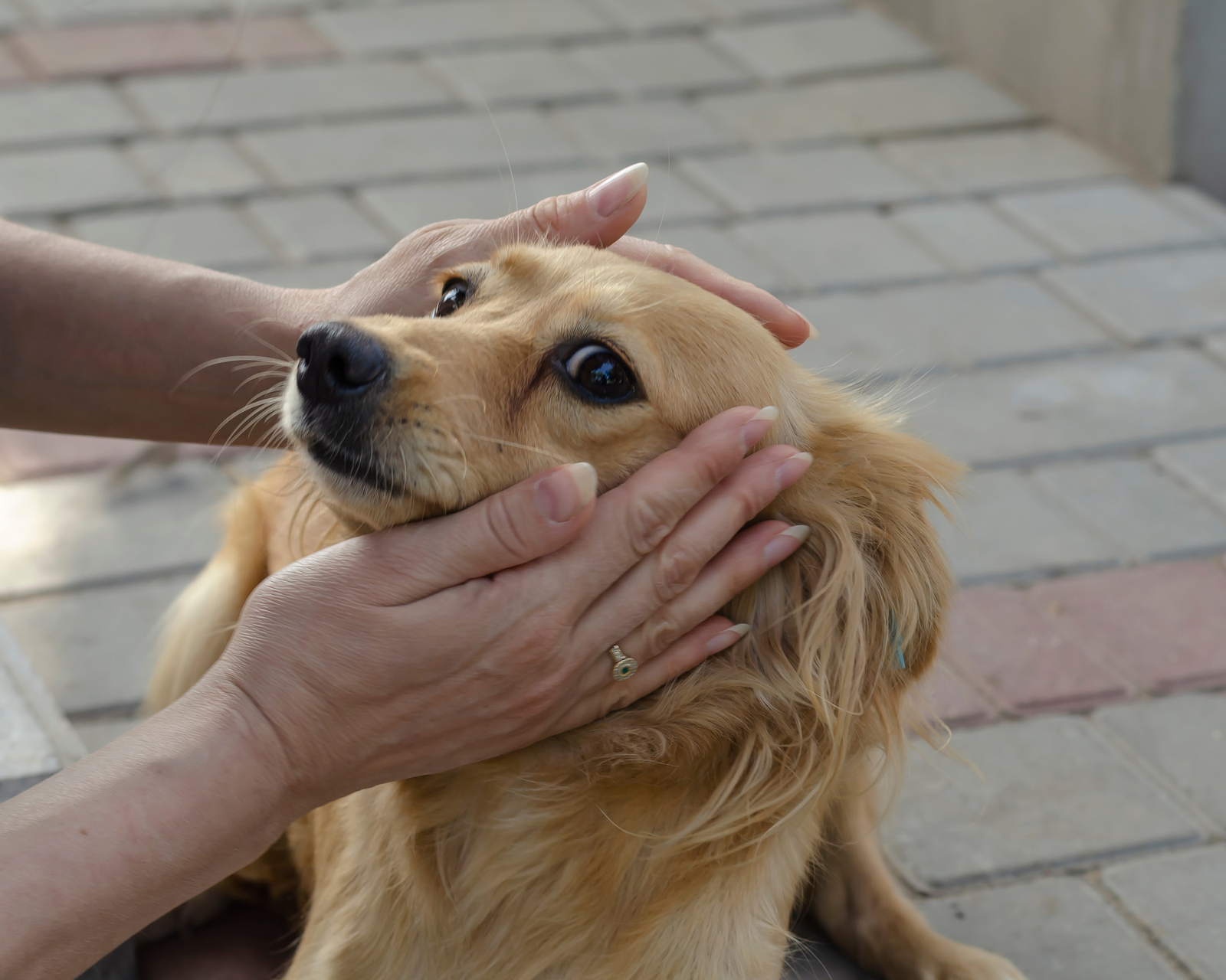 chien qui grogne d'être trop serré